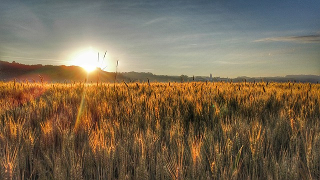 Weizenfelder zur Sommersonnenwende
